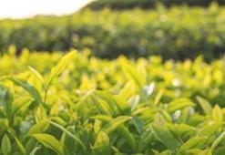 Tarım ve Orman Bakanlığı: 2024 yılı yaş çay alım fiyatı kilogram başına 17 lira olarak belirlendi