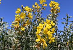 Eber sarısının özelliği genetik transferle diğer baklagillere aktarılacak