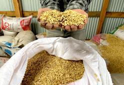 Kavılca buğdayı, 3 bin tonluk üretim kapasitesi ile ulusal pazara açıldı