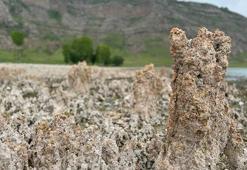 Van Gölü sahilleri mikrobiyalit tarlasına döndü