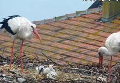 Yaren leylek ile eşi Nazlı, 4 yavrusundan 2’sini kaybetti