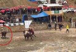 Arenada rakibinden kaçan boğa hakeme çarpıp, üzerinden geçti; o anlar kamerada