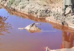 Afganistan’da sel felaketinde hayvanlar telef oldu