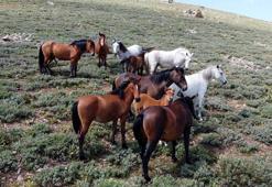 Yılkı atları görüntülendi