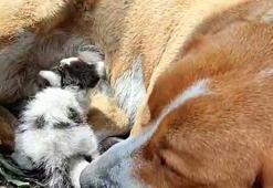 'Prenses' adlı köpek, terk edilen yavru kediyi emziriyor