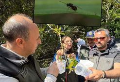 Bartın ve Zonguldak’ta gal arısıyla mücadele için 4 yılda 20 bin ‘terminatör böcek' ormana salındı