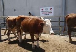 İHH, Kurban Bayramında 3 milyon kişiye ulaşmayı hedefliyor