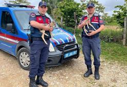 Amasya'da jandarmanın bitkin halde bulduğu 2 yavru karaca, tedaviye alındı