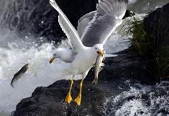 Martılar, avlanması yasak göç yolundaki inci kefallerini yakalıyor
