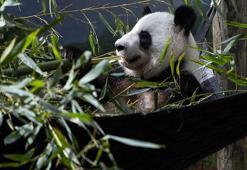 ABD’deki son 4 panda Çin’e geri gönderilecek