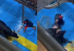 Et entegre tesisinde kesime hazırlanan büyükbaşa eziyet kamerada