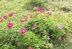 Erciyes Dağı eteklerinde şakayıklar açtı; koparmanın cezası 244 bin TL