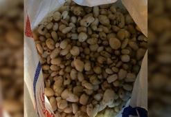 Araçta 86 kilo salep soğanı ele geçirildi; 387 bin lira ceza uygulandı