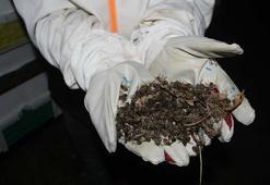 Çanakkale'de toplu arı ölümleri