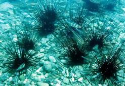 Hastalık nedeniyle tükenme noktasına gelen denizkestaneleri yeniden çoğaldı