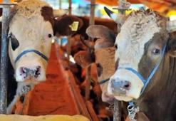 Bakanlık, kurbanlık sevkine ilişkin kuralları belirledi