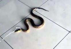 Fabrika sahibi, yakaladığı yılanın boynuna ip bağlayıp video çekti