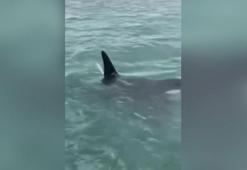 Yeni Zelanda’da katil balinanın üzerine atlayan adama para cezası