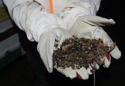 Prof. Dr. Baytekin: Toplu arı ölümlerinin nedeni gündüz yapılan zirai ilaçlamalar