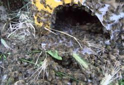 Büyükçekmece'de oğul veren binlerce arı binanın çitlerini sardı