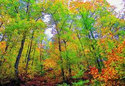 Çanakkale'de ormanlara giriş yasaklandı