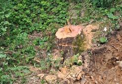 Zonguldak'ta 1183 yaşındaki porsuk ağacının kesilmesine suç duyurusu