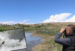 Van'da ekipler kaçak avcılara göz açtırmıyor; 30 ton inci kefali ele geçirildi