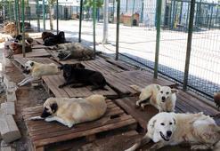 Veteriner Hekimler Odası Başkanı: Sokak köpeklerini uyutmak değil, kısırlaştırmak sorunu çözer