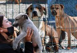 Veteriner Hekimler Odası Başkanı: Sokak köpeklerini uyutmak değil, kısırlaştırmak sorunu çözer
