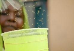 Cibuti’de sıtmaya karşı genetiği değiştirilmiş sivrisinekler doğaya salındı