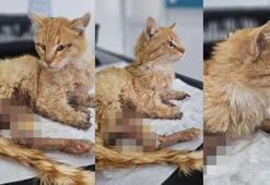 Kayseri'de 3 ayağı kesilmiş halde bulunan kedi öldü