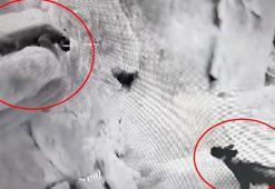 Cudi Dağı'nda, Anadolu parsı ve sırtlanın karşı karşıya geldiği anlar termal kamerada