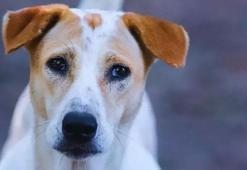 Türk Veteriner Hekimleri Birliği: Bu toplumun insanları da veteriner hekimler de bunu asla kabul etmez