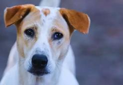 Türk Veteriner Hekimleri Birliği: Bu toplumun insanları da veteriner hekimler de bunu asla kabul etmez