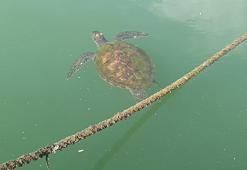 Prof. Dr. Ayas: Deniz kaplumbağalarını beslemek, göçe çıkmalarına engel olur
