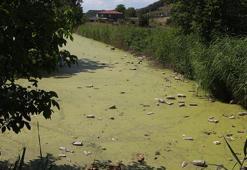 Bayır Deresi, kirlilikten yeşile büründü