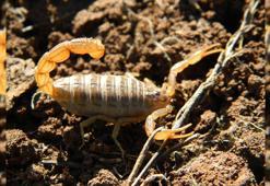 40 yıldır bilinen akrebin, yeni bir tür olduğu keşfedildi