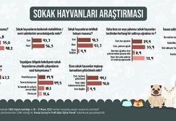 Sokak hayvanları araştırması: Yüzde 53,7 tehlikeli bulmuyor, çözüm kısırlaştırma