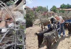 Tilki öldürdüğünü ihbar eden komşuya darp iddiası