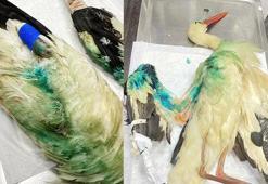 Avcıların vurduğu leylek, bir daha uçamayacak