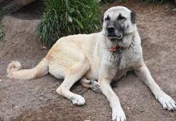 İklim değişikliği nedeniyle Kangal köpeği üretimi yüzde 50 düştü