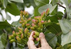 Antalya'nın kurak ve atıl arazileri, Antep fıstığıyla hayata döndü