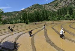 Bitlis'te dededen kalma yöntemlerle imece usulü çeltik ekimi