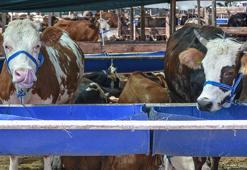 'Kurbanlık yok diyen spekülatörlere inanmayın'