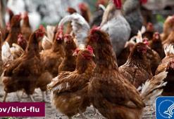 ABD’de süt ineğinden kuş gribi olan kişi sayısı 3'e çıktı