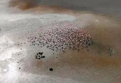 Yarışlı Gölü'nün misafirleri flamingolar, dronla görüntülendi