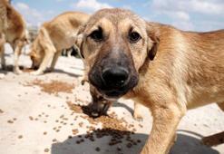 Ankara Barosu'nda 'sokak hayvanları' düzenlemesi için 'vakum etkisi' uyarısı
