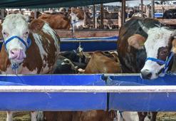 Kurban Bayramı öncesi gıdalarda 'salmonella' bakterisi uyarısı