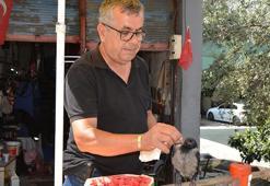 Uçamaz halde bulup, sahiplendiği yavru kargayı elleriyle besliyor