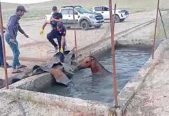 Batman'da atık petrol kuyusuna düşen atı itfaiye kurtardı